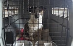 Dog in a pet travel kennel preparing for flight to Australia.