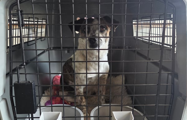 Dog in a pet travel kennel preparing for flight to Australia.