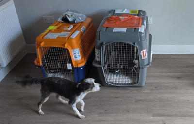 Pet travel kennels preparing for a flight to the UK from the USA.