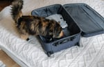 Cat getting inside of a suitcase