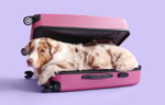Dog laying down inside of a suitcase and ready to travel internationally.