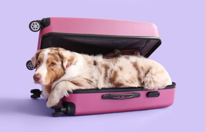 Dog laying down inside of a suitcase and ready to travel internationally.