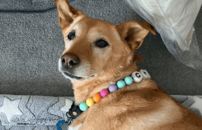 Dog with Taylor Swift friendship bracelet style collar.