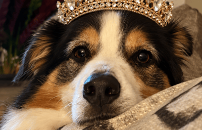 Dog wearing a tiara crown.