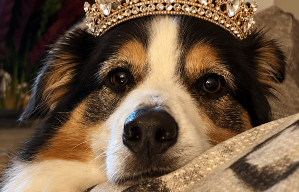 Dog wearing a tiara crown.