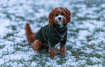 Dog in a winter coat sitting in the white snow.