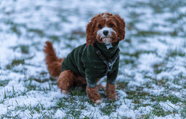 Dog in a winter coat sitting in the white snow.