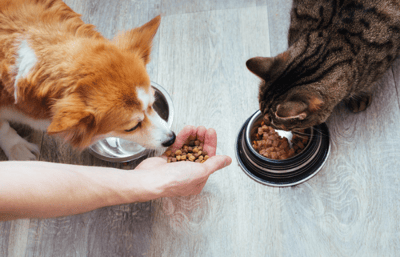 A dog and a cat eating out of food bowls.