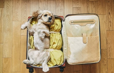 Cute dog laying inside of a suitcase ready to travel the world.