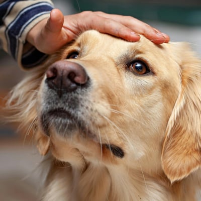 Golden retriever blog being pet