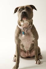 pitbull