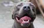 Pit bull dog up close