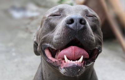 Pit bull dog up close