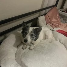 Plato's pet