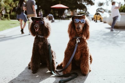 Two poodles wearing sunglasses