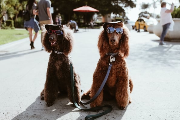 poodles in sunglasses