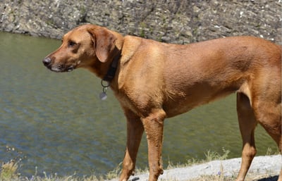 Dog standing by the water in Portugal