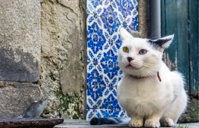 Cat with multicolored eyes in the streets of Portugal