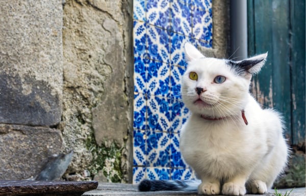 Cat with multicolored eyes in the streets of Portugal