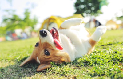 Dog rolling on it's back outside in Portugal.
