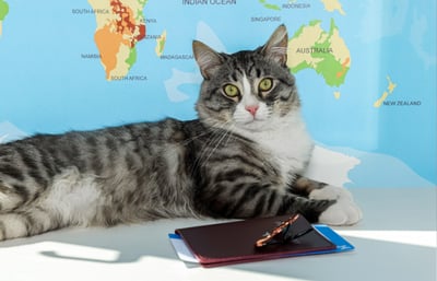 cat resting with global map in the background and pet passport in front.