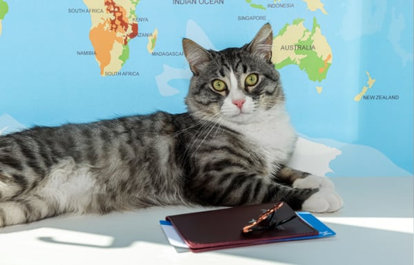 cat resting with global map in the background and pet passport in front.