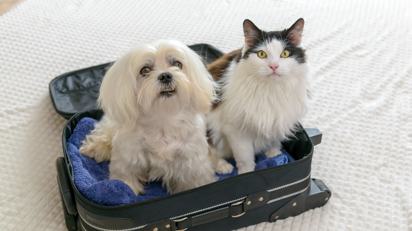 A dog and a cat sitting in a suitcase waiting for an international move.