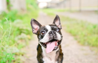 Cute pug dog with tongue hanging out