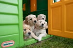 yellow lab puppies in a playhouse outside