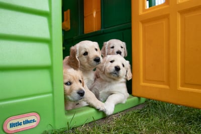 yellow lab puppies in a playhouse outside