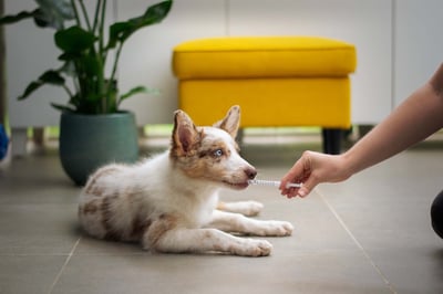 puppy getting medicine from a syringe