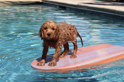 puppy in a pool