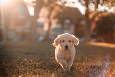 puppy running toward camera outside