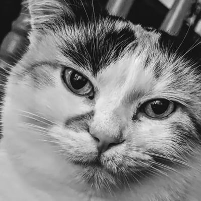 Putty's Trip to Hawaii's pet