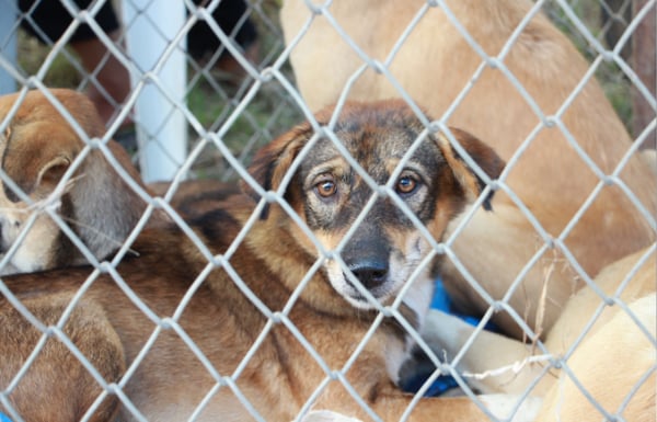 Dog in a quarantine facility after traveling overseas from the USA.