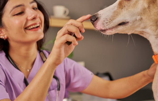 Dog getting a checkup at the vet.