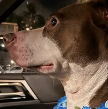 Ragnar's Trip to Hawaii's pet