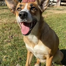 Remy and Molly's Trip to Manchester's pet