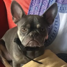 Pink &&nbsp;Rosie's Trip to Spain's pet