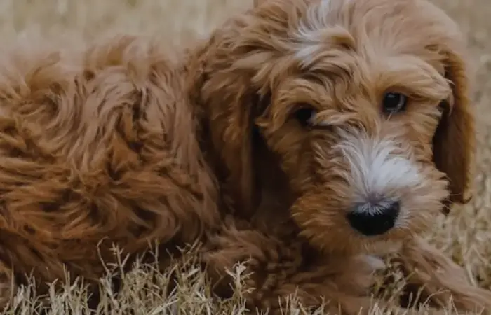 Rookie and Henry's pet