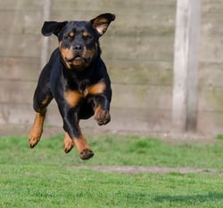 rottweiler not allowed in switzerland
