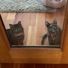 Minnow & Espeon's Trip to Ireland's pet