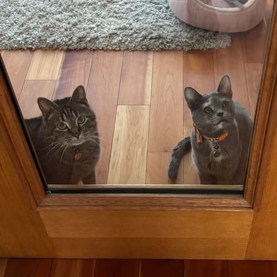 Minnow & Espeon's Trip to Ireland's pet