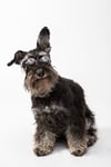Schnauzer dog wearing sunglasses