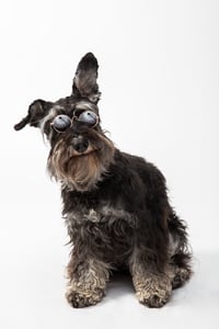 Schnauzer dog wearing sunglasses