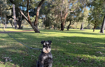 Scotty dog going for a walk outside in a park.
