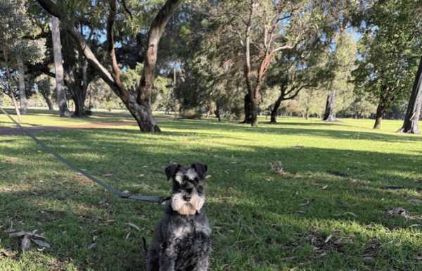 Scotty dog going for a walk outside in a park.