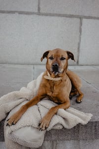 senior dog laying on a blanket