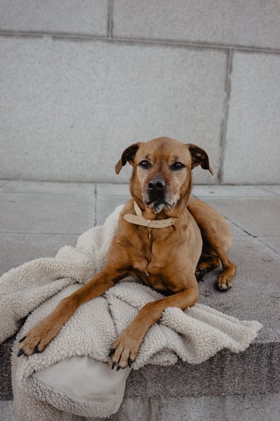 senior dog laying on a blanket