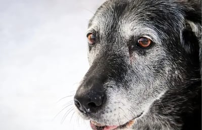 Senior dog close up shot